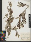 Foto von Salix salviifolia Brot.